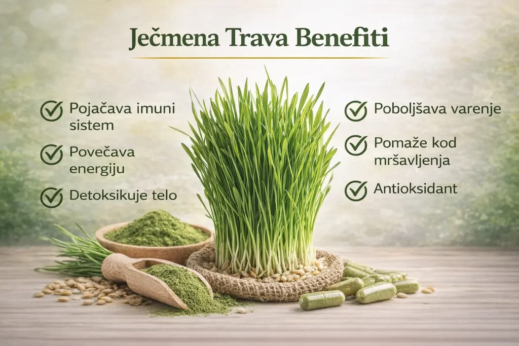 Ječmena trava benefiti – detoksikacija organizma i bolja probava
